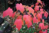 Acer rubrum