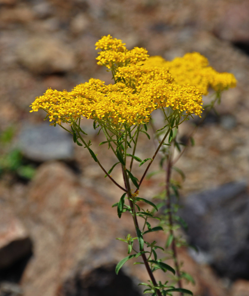 Изображение особи Odontarrhena muralis.