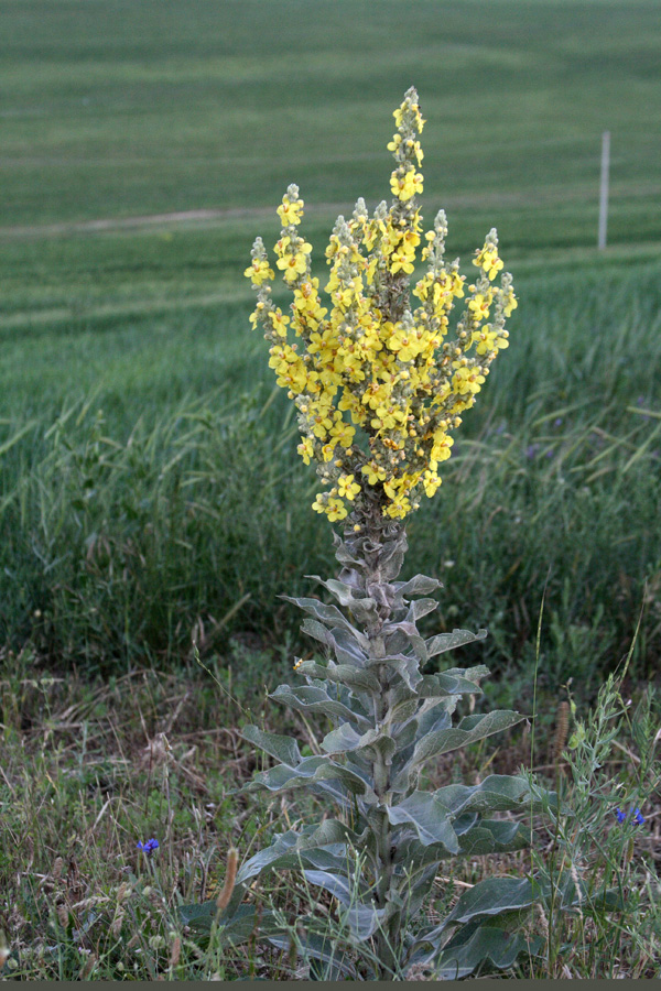 Изображение особи Verbascum songaricum.