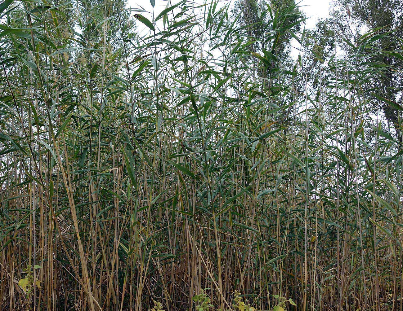 Изображение особи Phragmites altissimus.