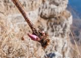 Pedicularis nordmanniana. Нижняя часть выкопанного растения. Адыгея, Кавказский биосферный заповедник, Фишт-Оштенский массив, юго-восточный отрог горы Оштен, ≈ 2400 м н.у.м., на кромке обрыва. 31.10.2015.