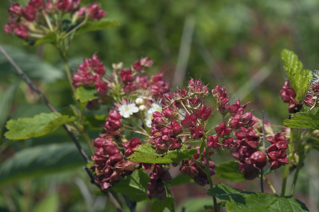 Image of Physocarpus opulifolius specimen.
