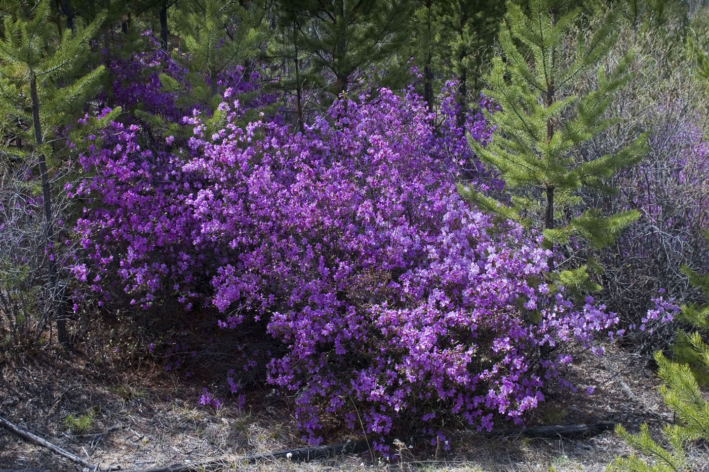 Изображение особи Rhododendron dauricum.