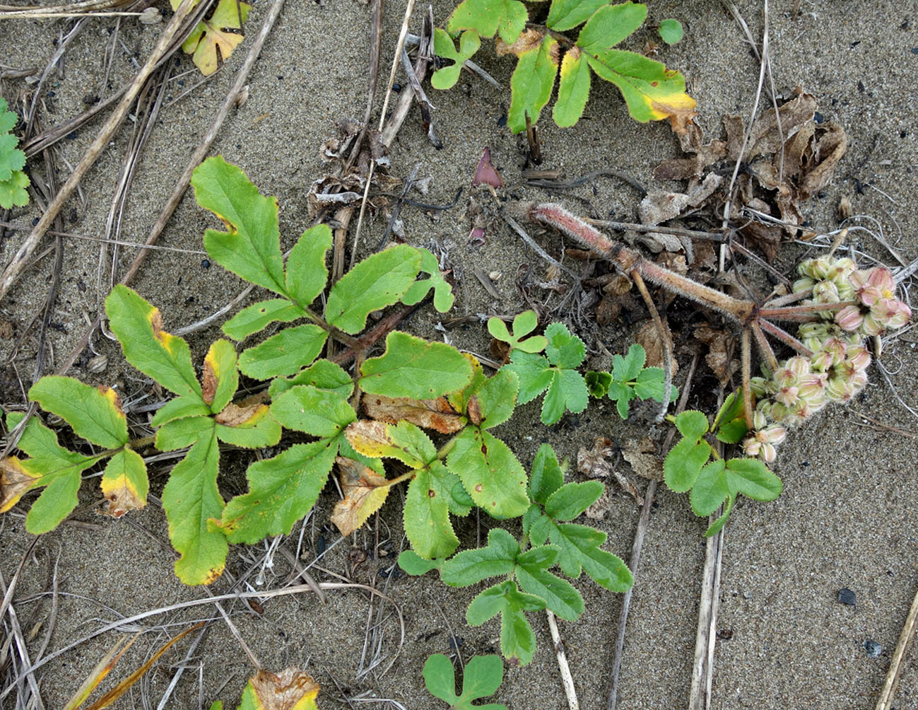 Изображение особи Glehnia litoralis.