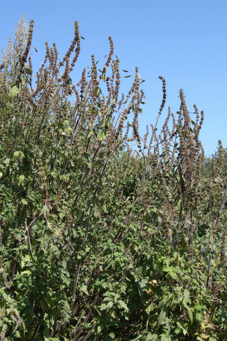 Изображение особи Leonurus quinquelobatus.