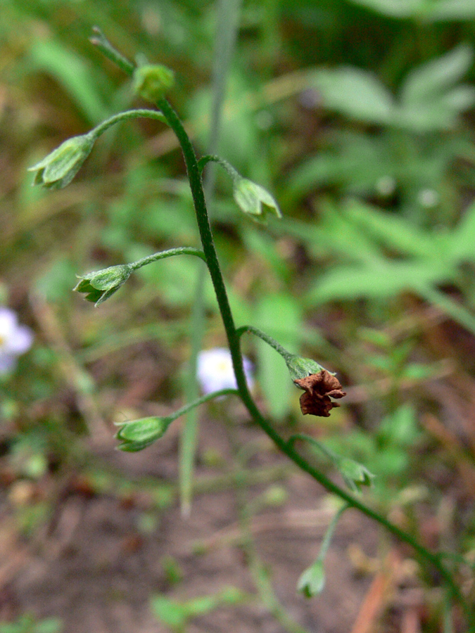 Image of Myosotis palustris specimen.