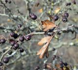 Crataegus pentagyna