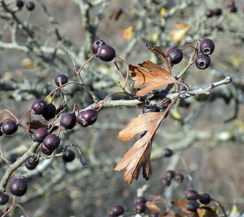 Изображение особи Crataegus pentagyna.