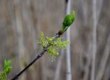 род Fraxinus. Верхушка ветви с соцветиями и распускающимися листьями. Астраханская обл., Астраханский заповедник, Дамчикский участок, берег реки. 29.04.2019.