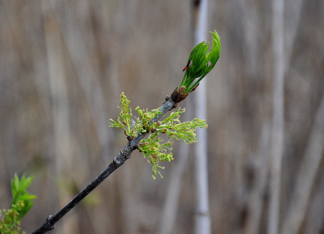 Image of genus Fraxinus specimen.