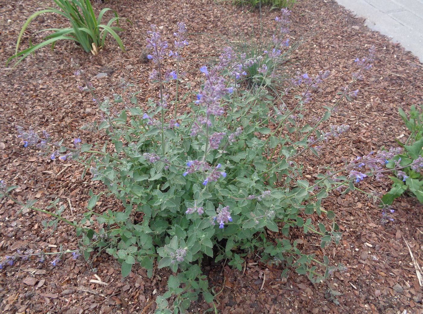 Изображение особи Nepeta &times; faassenii.