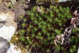 Polytrichum commune