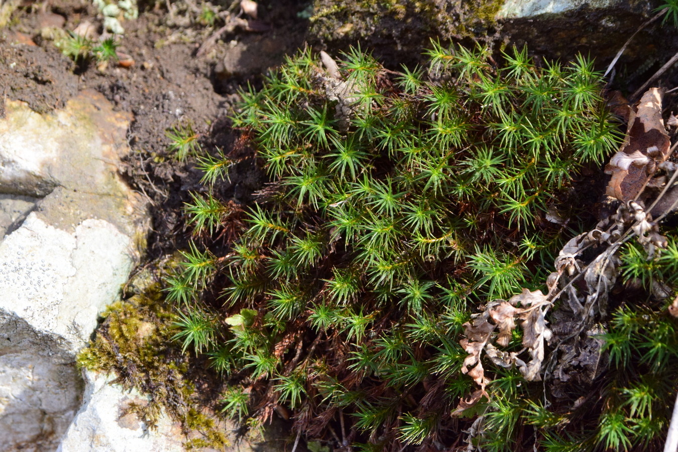 Изображение особи Polytrichum commune.