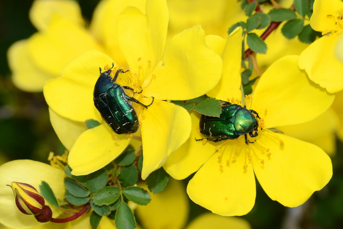 Image of Rosa platyacantha specimen.