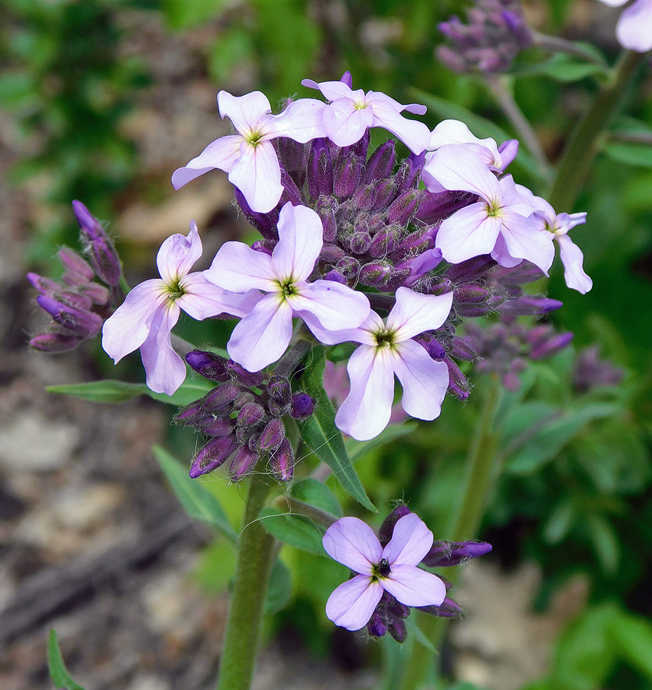 Изображение особи Hesperis pycnotricha.