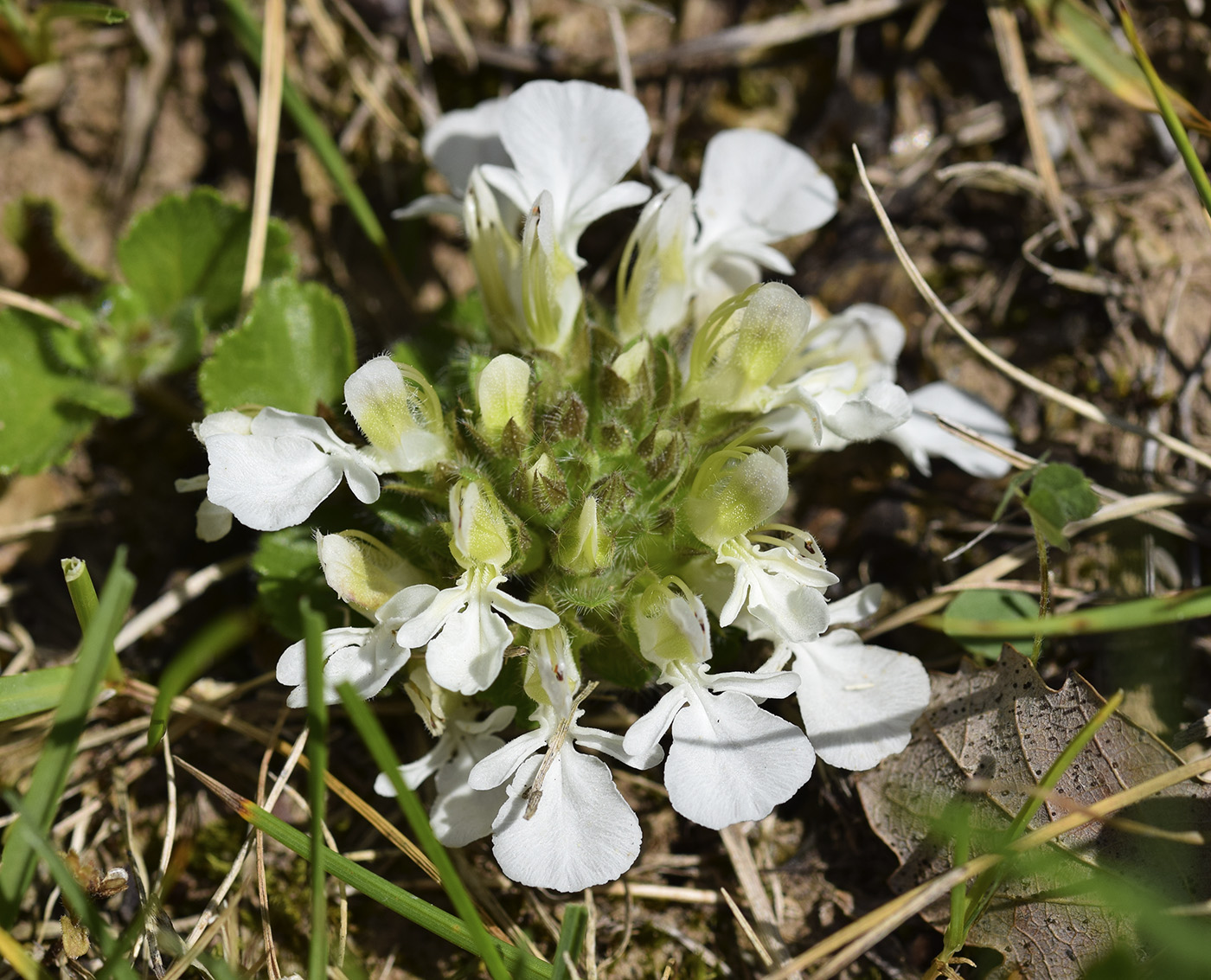 Image of Teucrium pyrenaicum ssp. guarensis specimen.