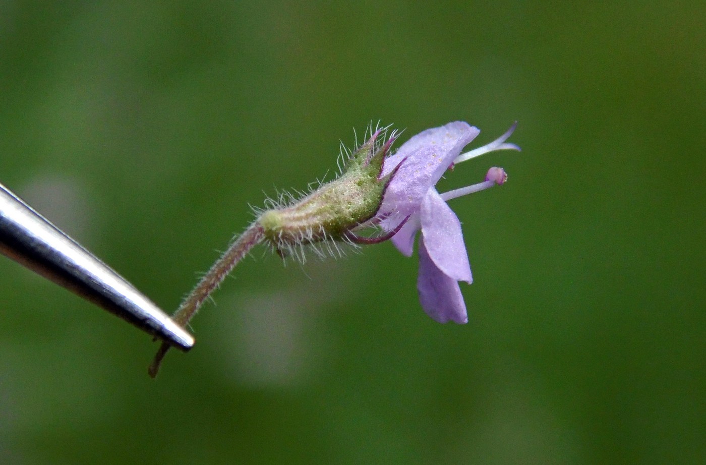 Изображение особи Thymus marschallianus.