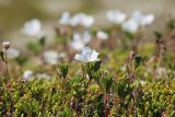 Rubus chamaemorus. Цветущие растения на кочке в сообществе с Empetrum hermaphroditum. Окр. г. Мурманска, смешанный лес, заболоченная просека под ЛЭП. 13.06.2020.