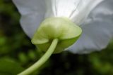 Calystegia silvatica. Цветонос и прицветники (вид на нижнюю сторону). Республика Адыгея, г. Майкоп, южная окраина, водораздельный хребет Нагиеж-Уашх, кустарниковые заросли, у тропинки. 21.06.2020.