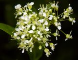 Cardaria draba