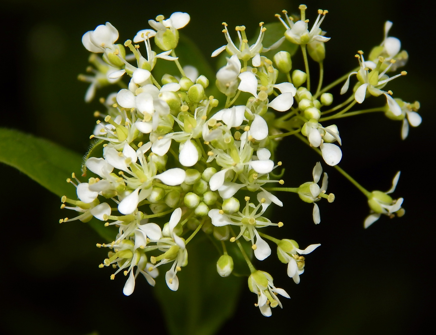 Image of Cardaria draba specimen.