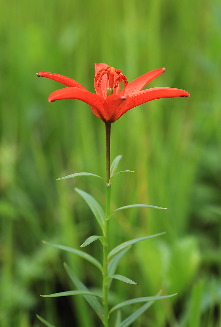 Image of Lilium buschianum specimen.