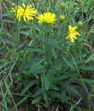 Hieracium umbellatum