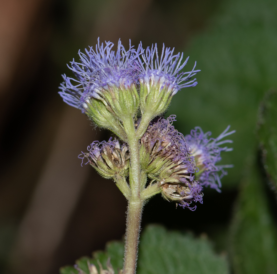 Изображение особи Ageratum houstonianum.