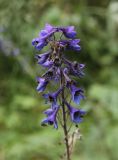 Delphinium elatum. Соцветие. Республика Алтай, Усть-Коксинский р-н, западный берег Нижнего Мультинского озера, заболоченный участок в хвойном лесу. 28.07.2020.