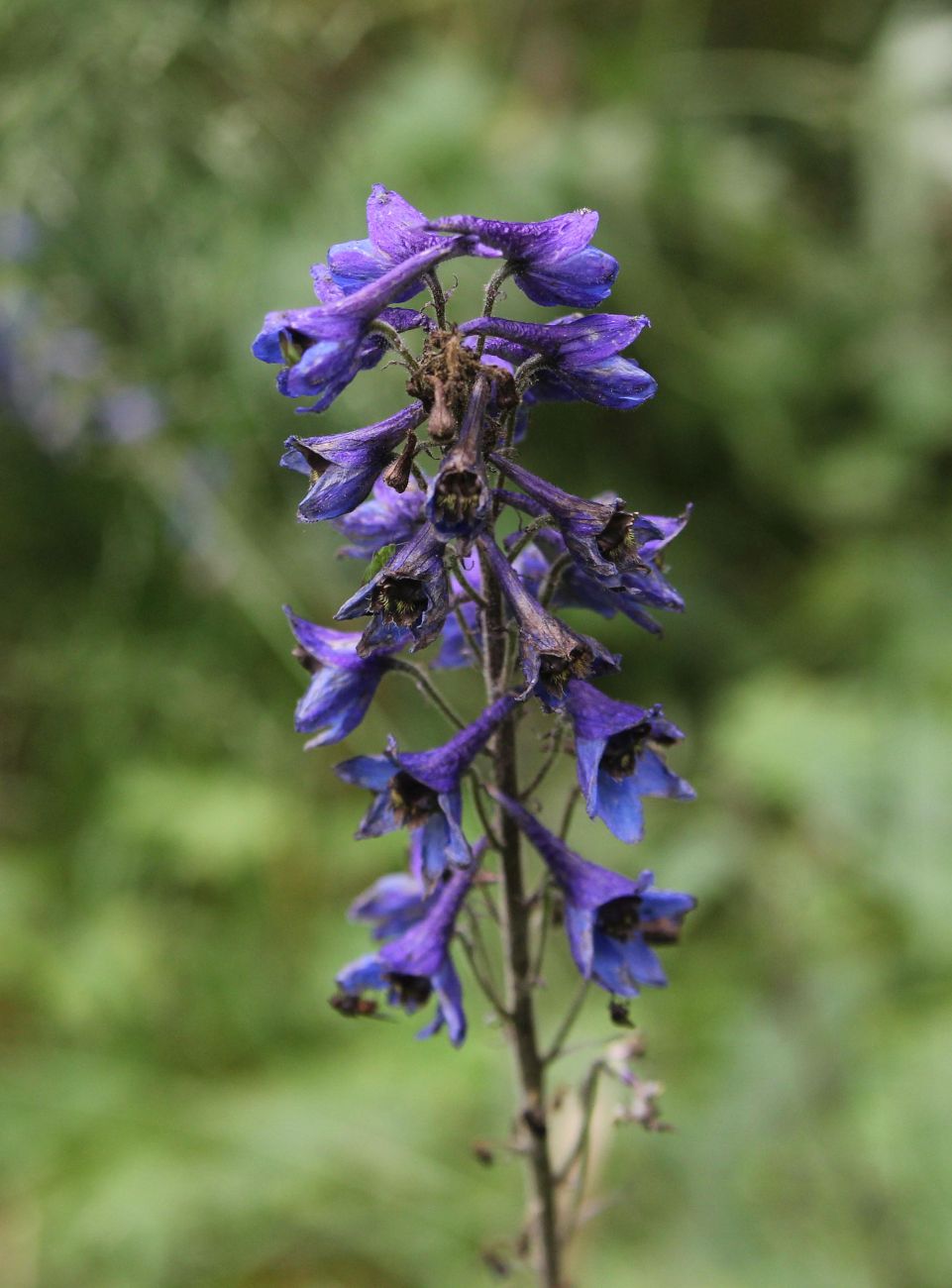 Image of Delphinium elatum specimen.