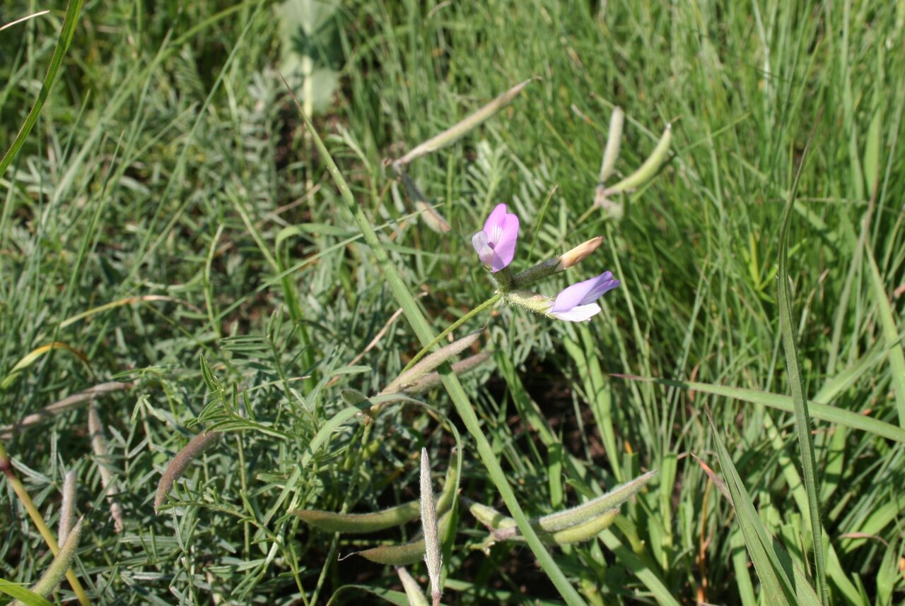 Image of Astragalus corniculatus specimen.