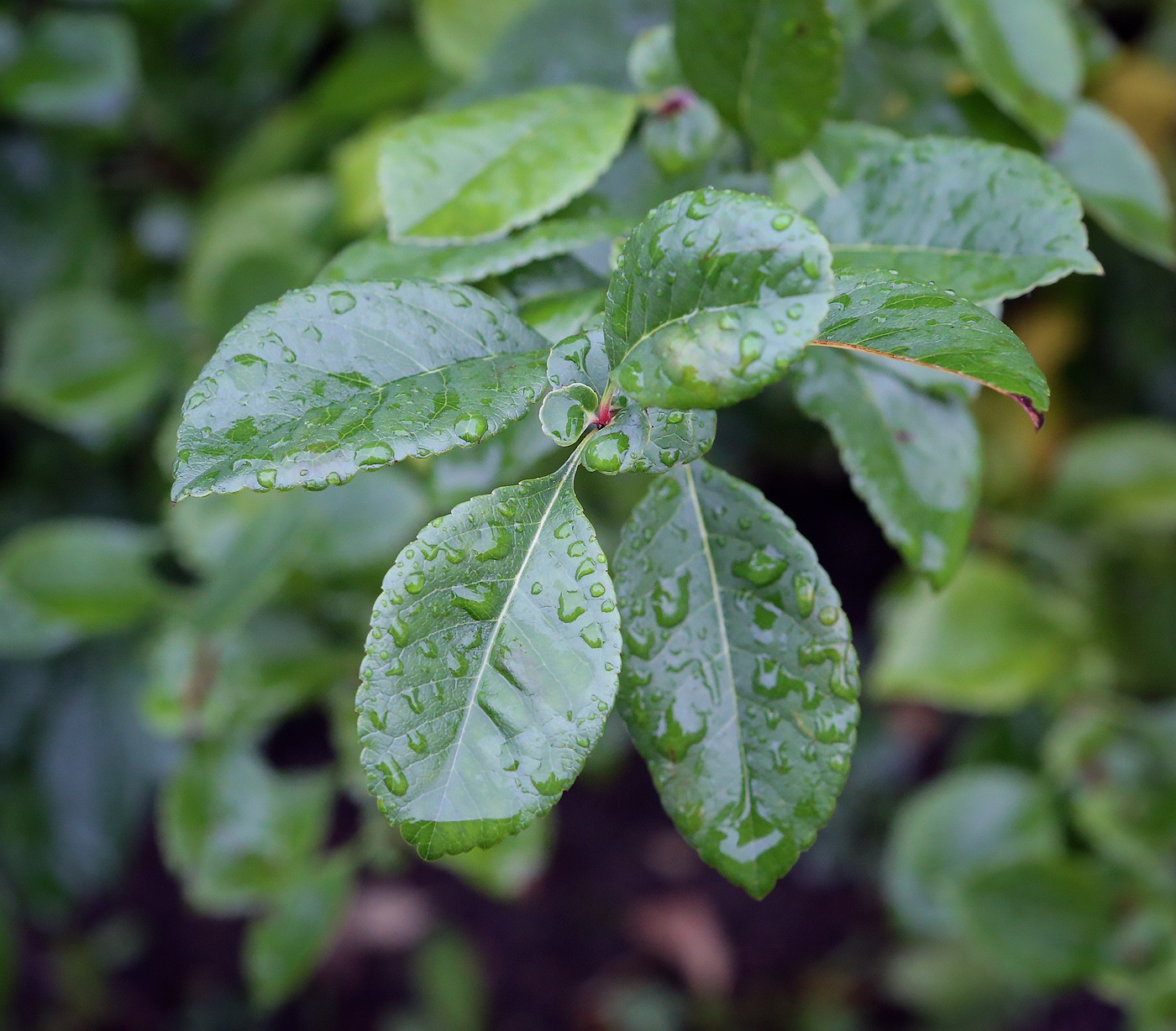 Image of Chaenomeles japonica specimen.