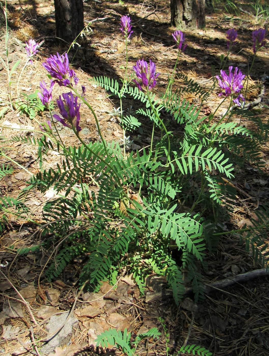 Изображение особи Astragalus onobrychis.