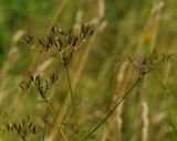 Chaerophyllum aromaticum