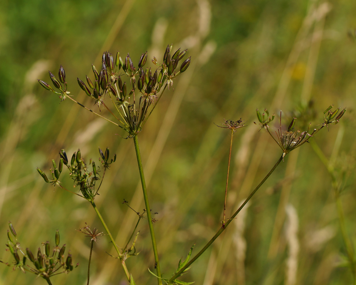 Image of Chaerophyllum aromaticum specimen.