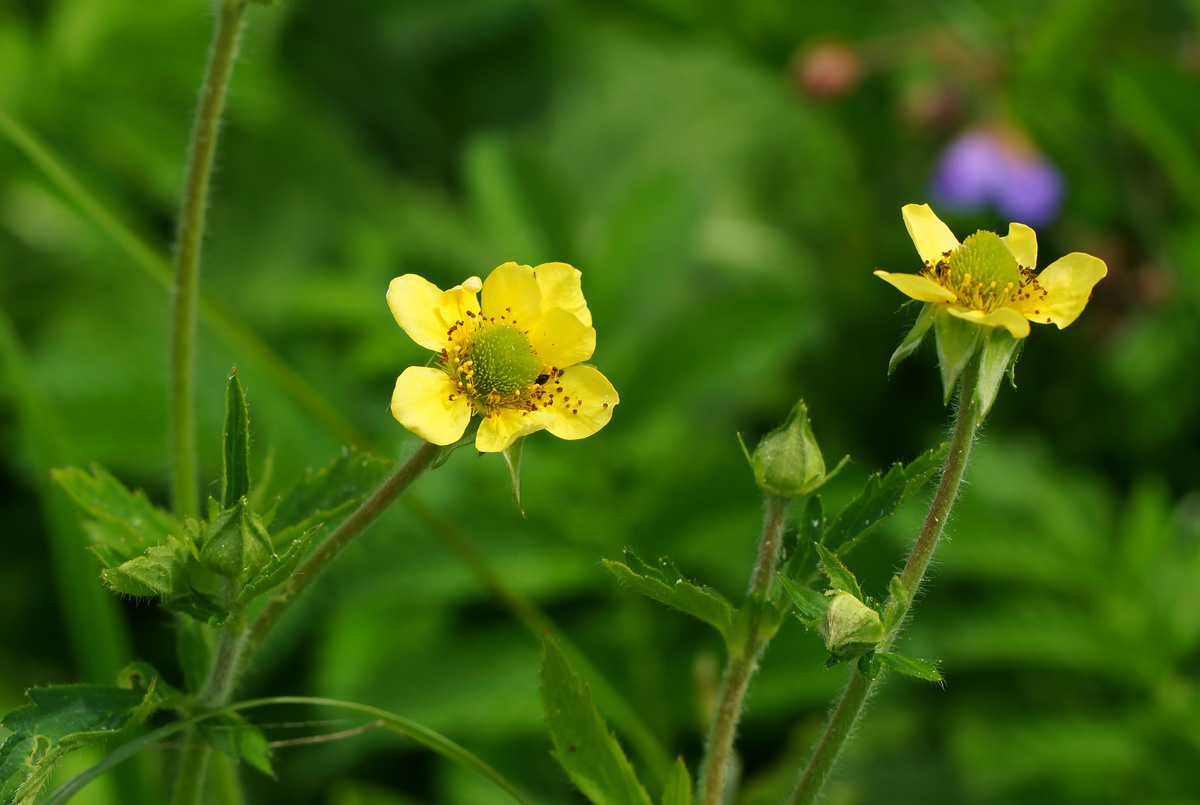 Image of Geum macrophyllum specimen.