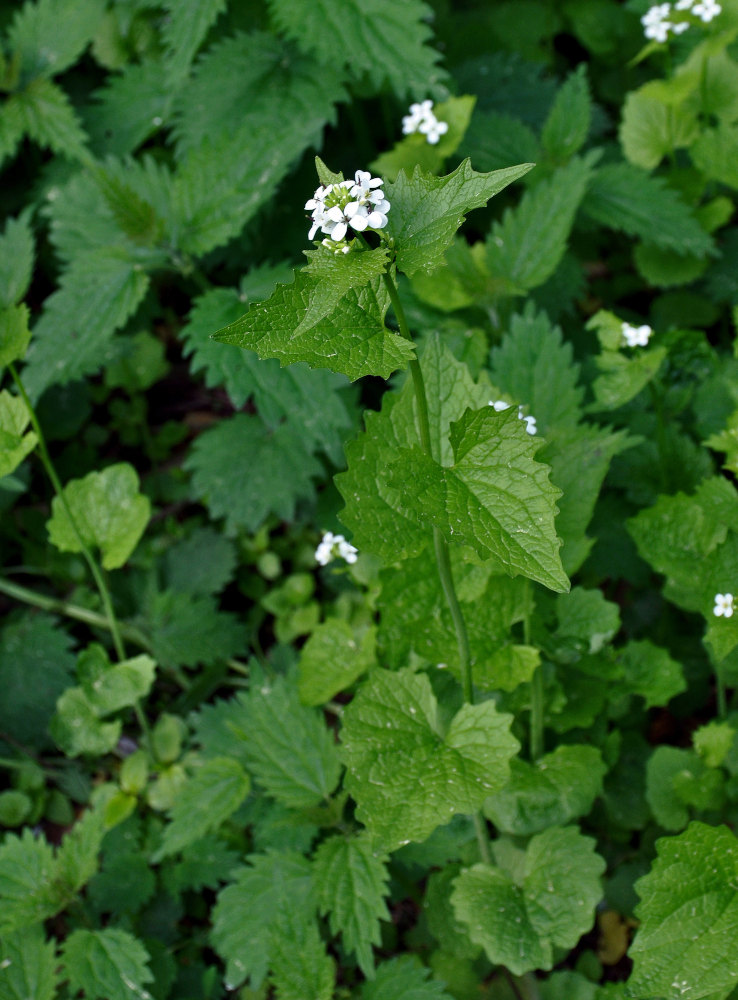 Image of Alliaria petiolata specimen.