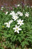 Anemone nemorosa. Цветущие растения на старой дороге в парке. Новгородская обл., Окуловский р-н, окр. д. Заручевье, бывшая усадьба \"Матвейково\". 05.05.2009.