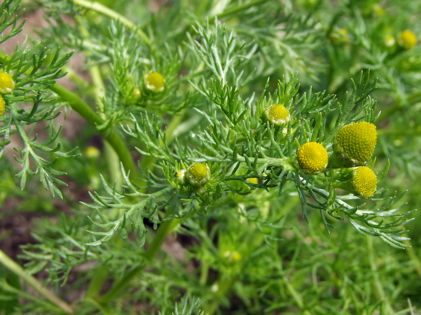 Image of Matricaria discoidea specimen.