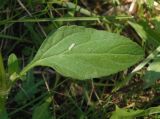 Prunella vulgaris. Лист. Украина, г. Запорожье, балка Щавелевая, низина, луг. 21.07.2020.