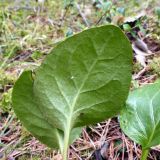 Pyrola rotundifolia. Листья (нижняя сторона). Свердловская обл., окр. г. Североуральск, зелёномошный (Vaccinium vitis-idaea, Luzula pilosa) сосновый лес. 05.05.2020.