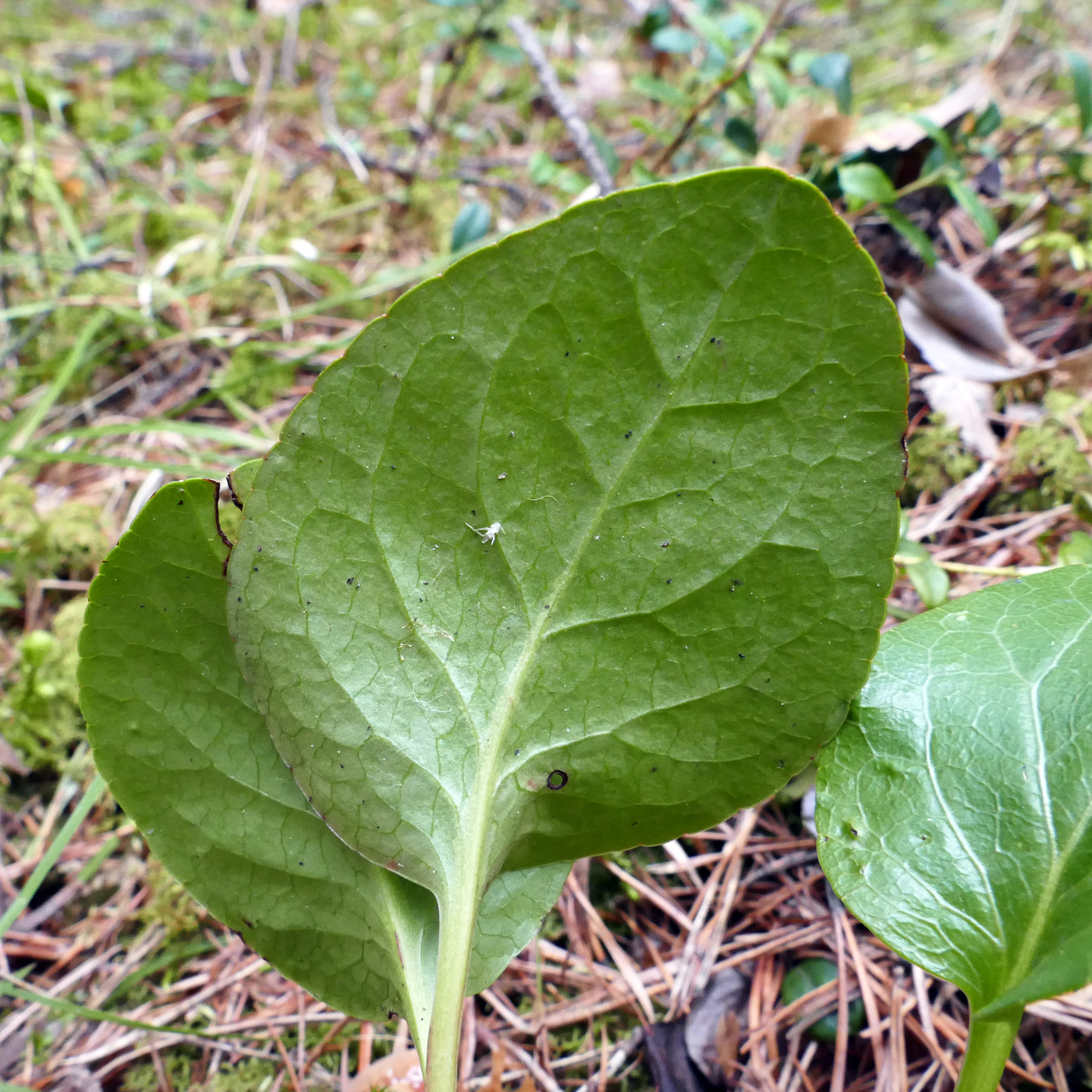 Image of Pyrola rotundifolia specimen.