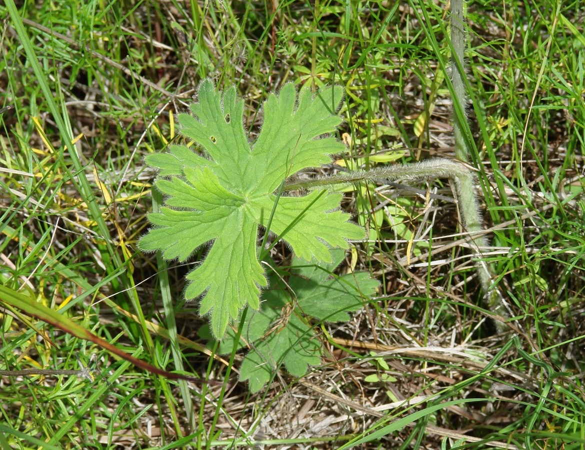 Image of Delphinium korshinskyanum specimen.