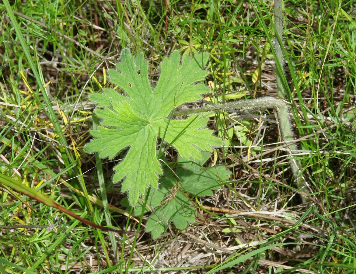 Изображение особи Delphinium korshinskyanum.