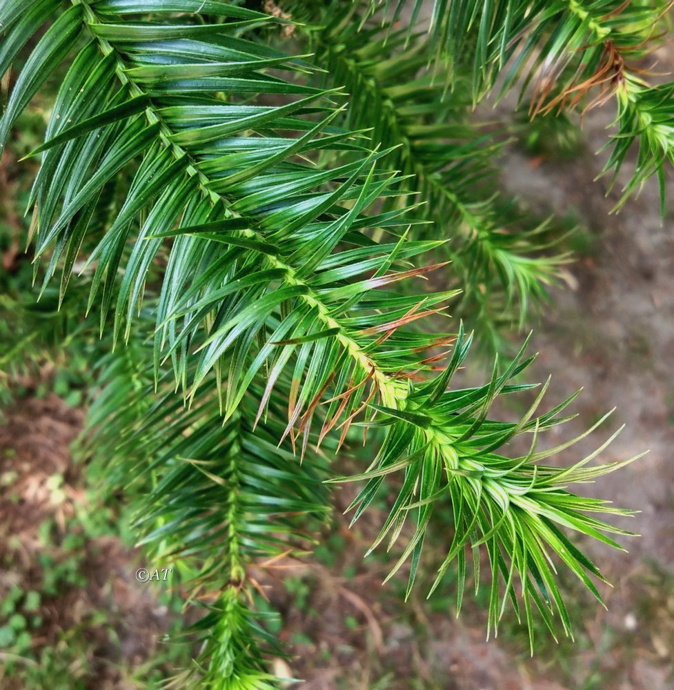 Image of Cunninghamia konishii specimen.