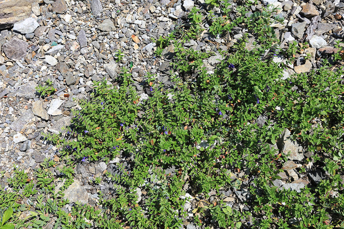 Image of Scutellaria strigillosa specimen.