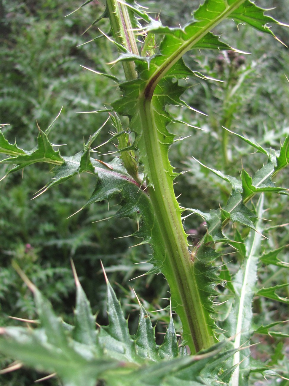 Image of Cirsium elbrusense specimen.