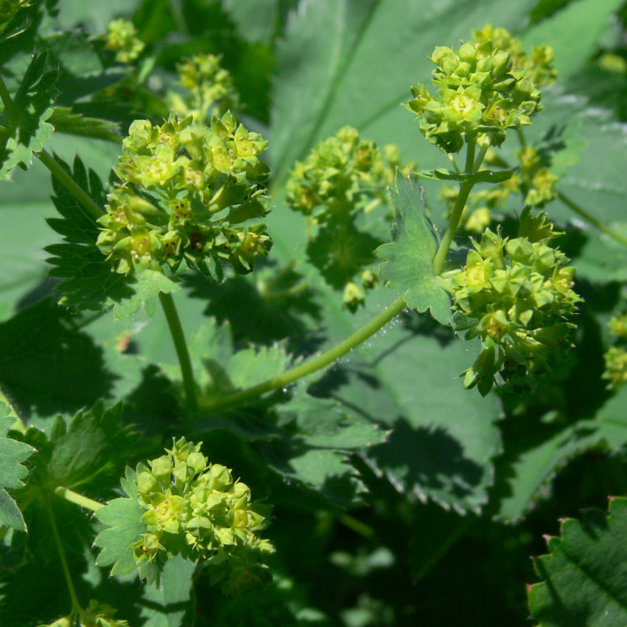 Изображение особи Alchemilla subcrenata.