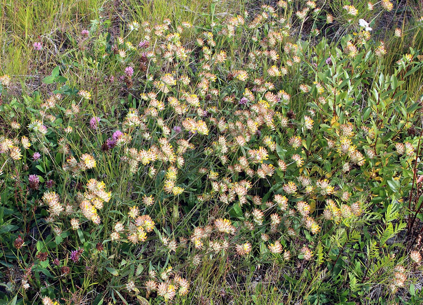 Image of Anthyllis arenaria specimen.