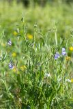 Lathyrus palustris